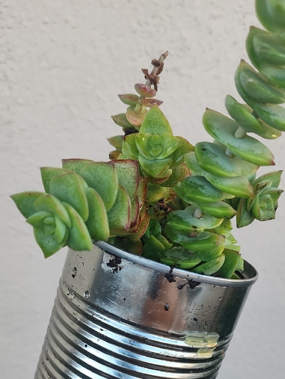 Green Succulent Plant in Silver Tin Planter - Unbranded - Picture 5 of 6
